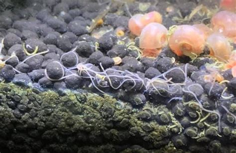 Types of Worms Found in Fish Aquariu.
